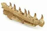 Mosasaur (Prognathodon?) Jaw with Seven Teeth - Morocco #270915-6
